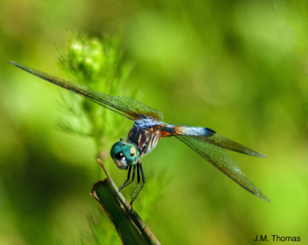 Dragonflies Wear Aviator Helmets